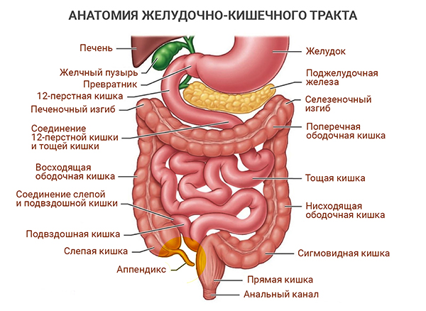 анатомия желудочно-кишечного тракта